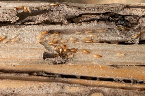 Best Bed Bug Extermination  in Bronson, FL